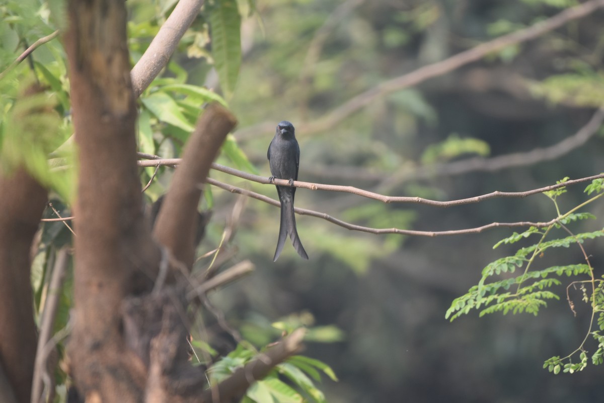 Пепельный дронго - ML646281332