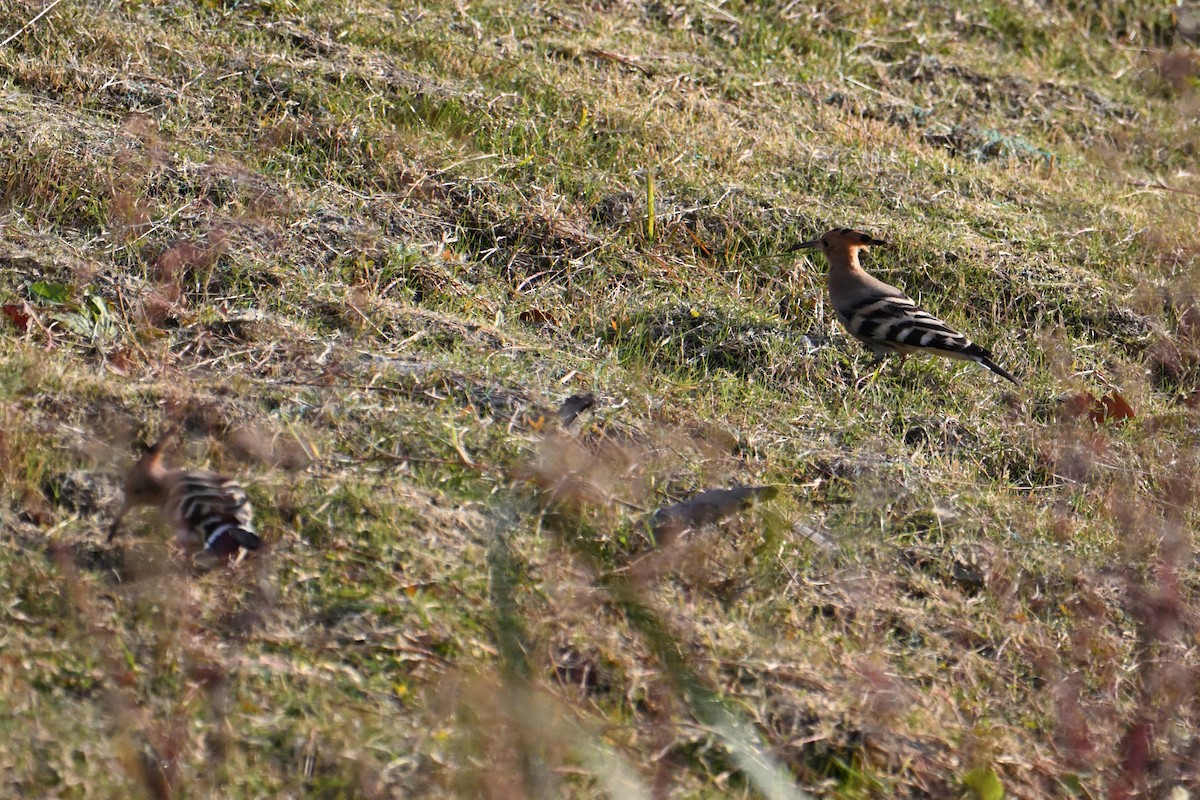 Common Hoopoe - ML646281338