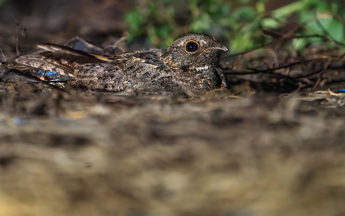 Саванный козодой - ML646281339