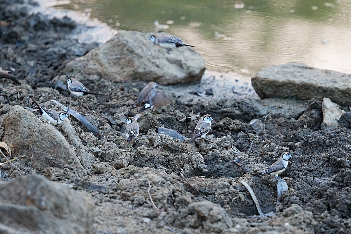 Кольчатая амадина - ML646281340