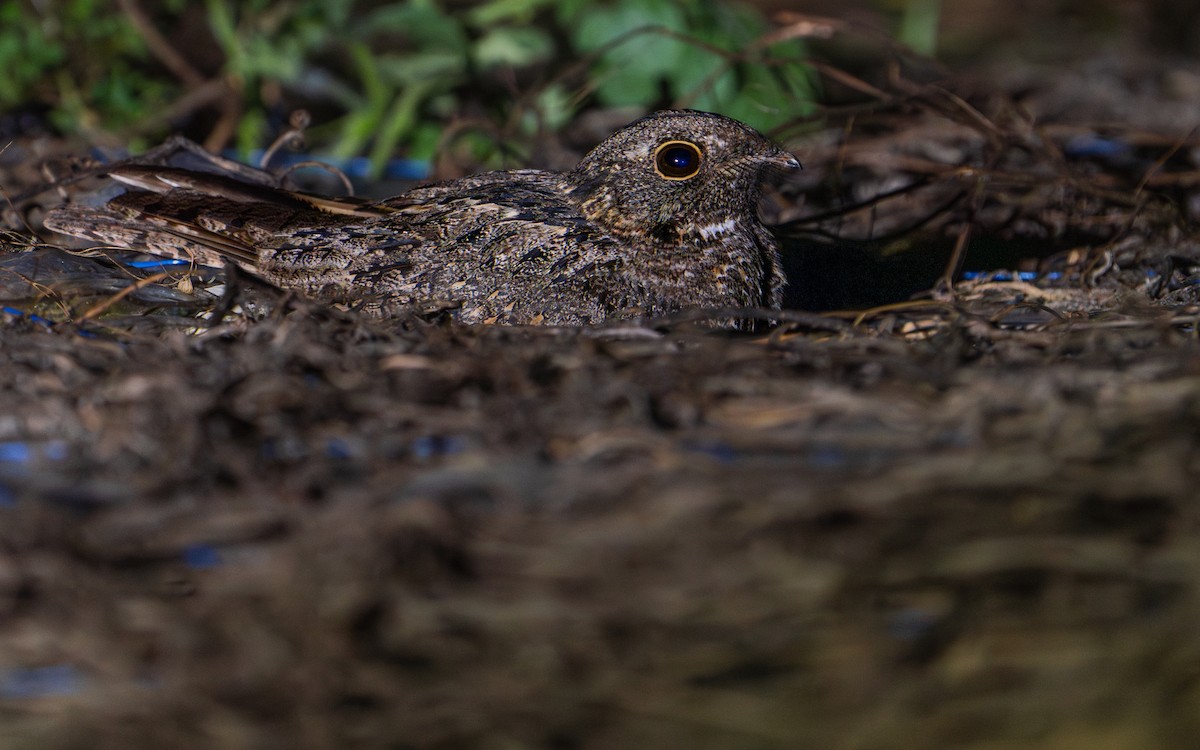 Саванный козодой - ML646281341