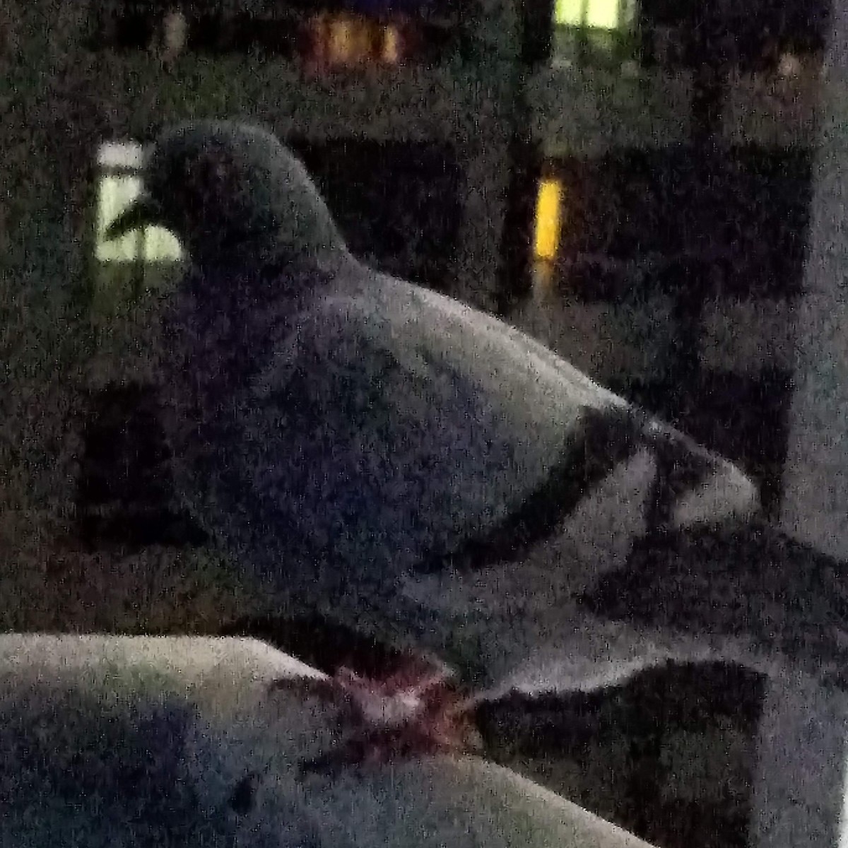 Сизый голубь (Одомашненного типа) - ML646281342