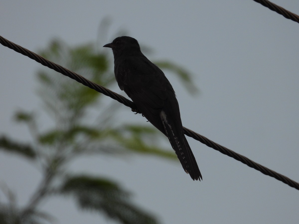 Cuco Pechigrís - ML646281343