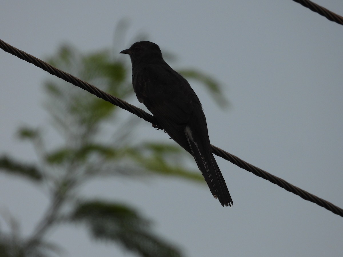 Cuco Pechigrís - ML646281344