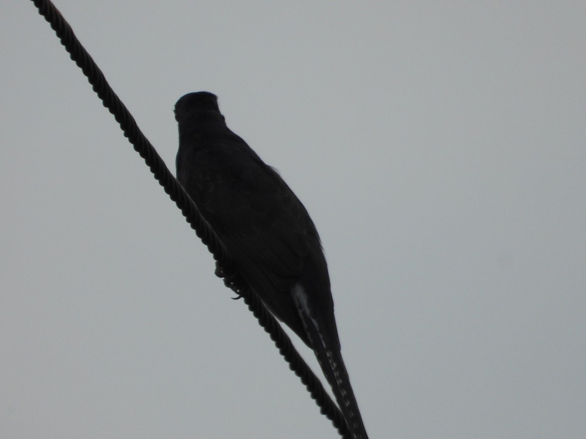 Cuco Pechigrís - ML646281345