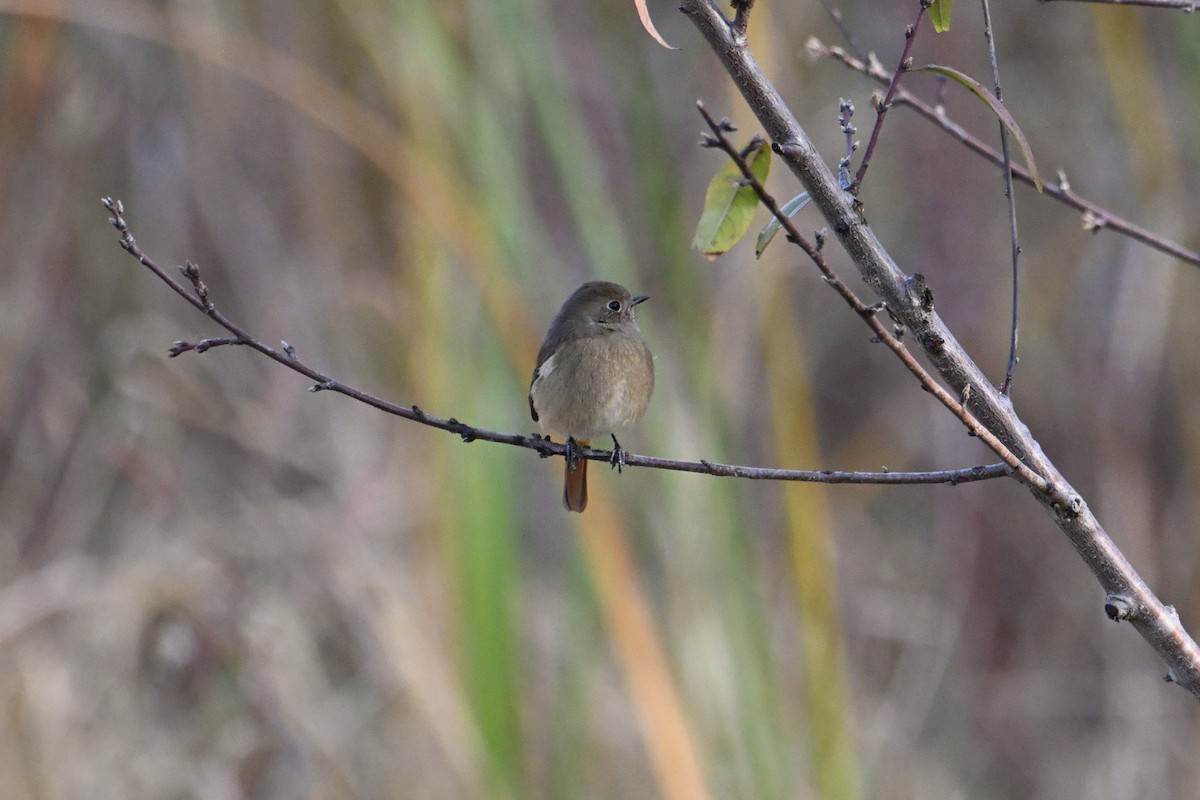 Daurian Redstart - ML646281346