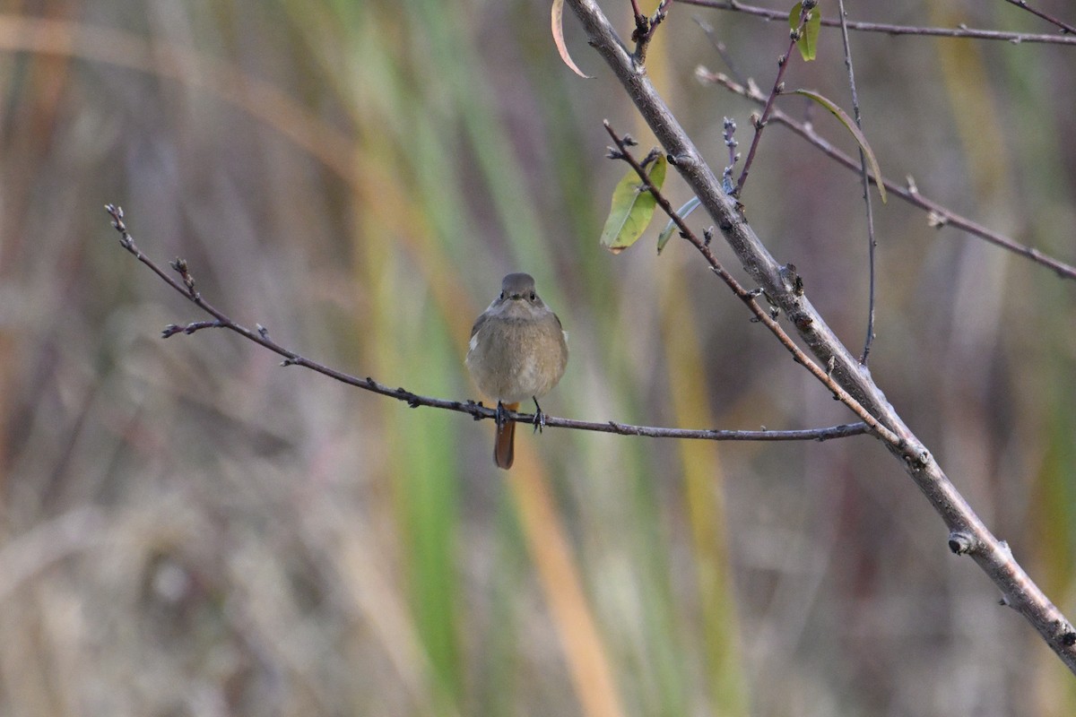 Daurian Redstart - ML646281347