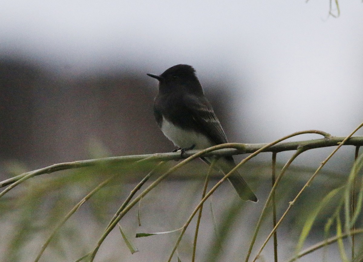 Чёрный фиби - ML646281349