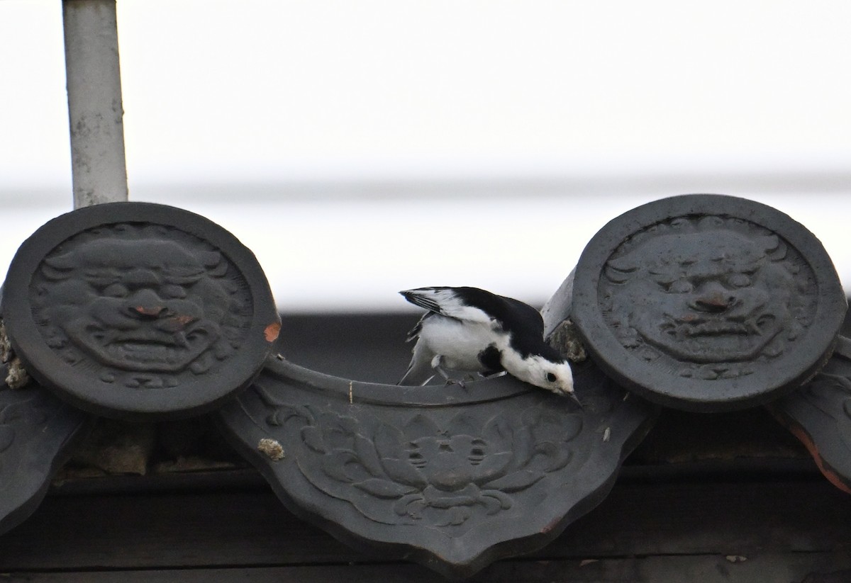 White Wagtail - ML646281352