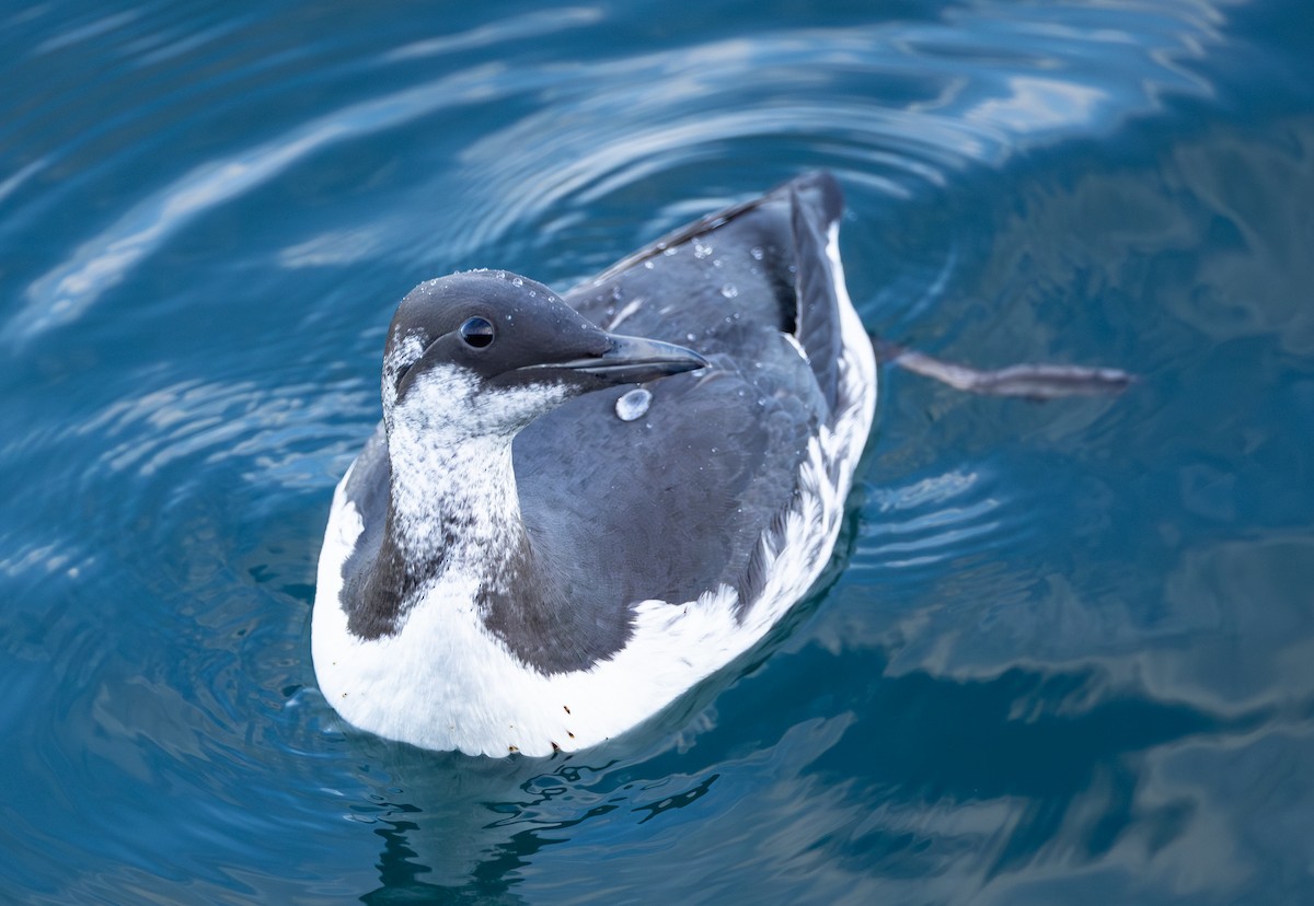 Common Murre - ML646281353