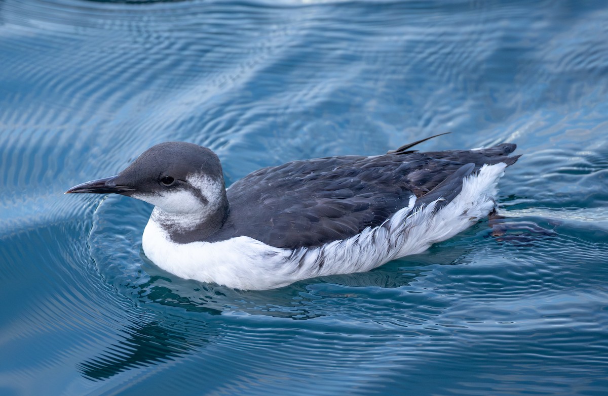 Common Murre - ML646281354