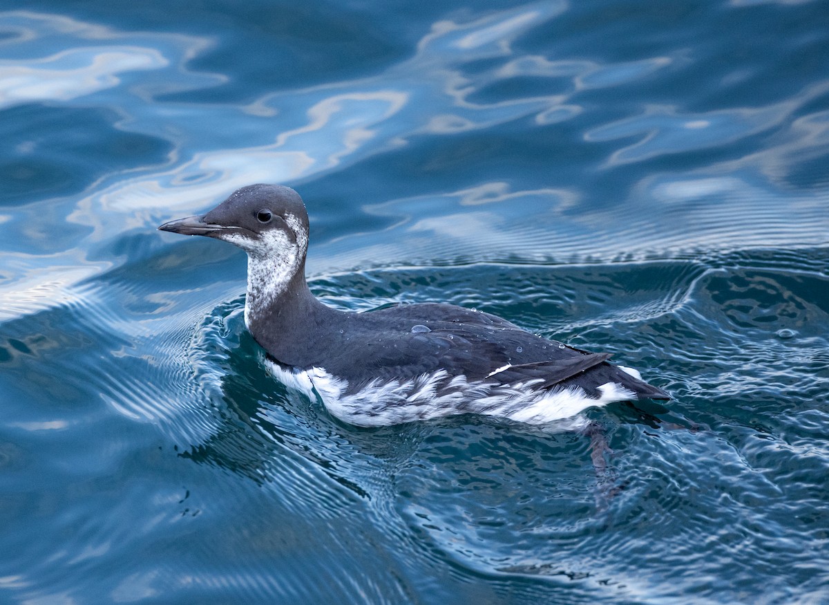 Common Murre - ML646281355