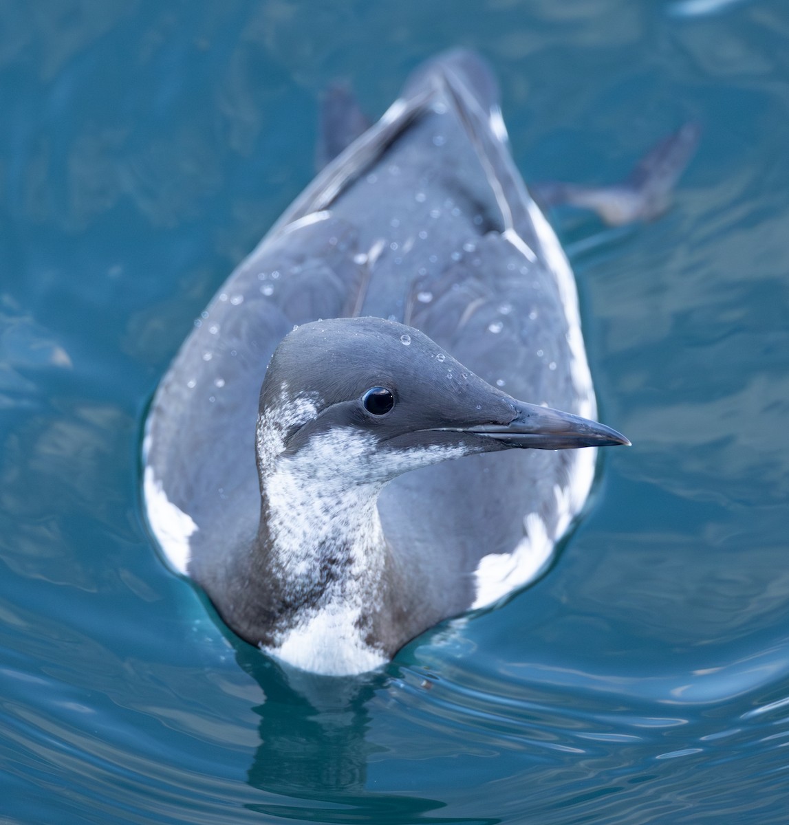Common Murre - ML646281356