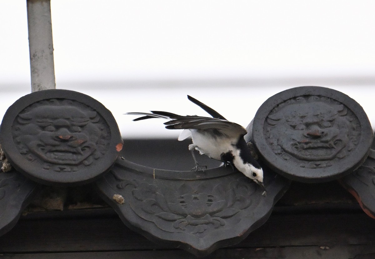 White Wagtail - ML646281357