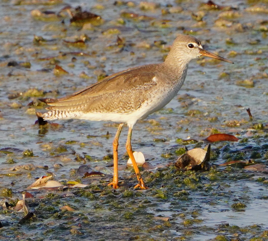 Common Redshank - ML646281358