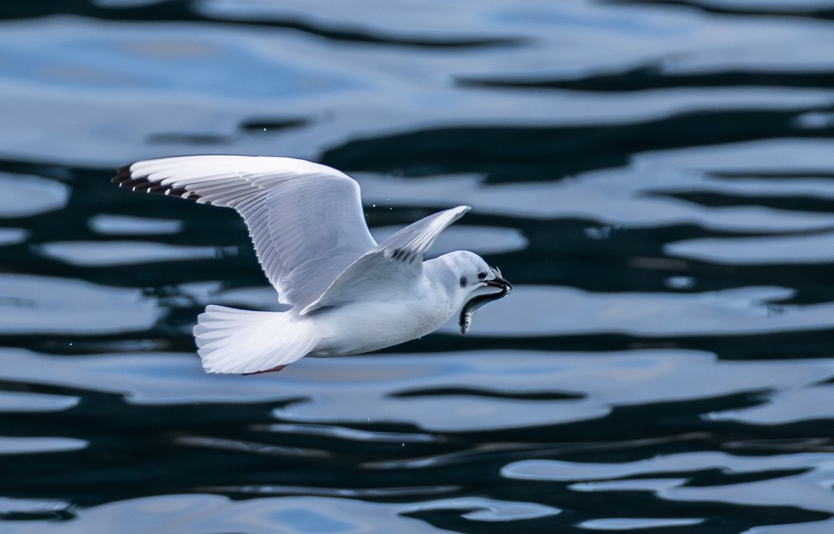 Bonaparte's Gull - ML646281359
