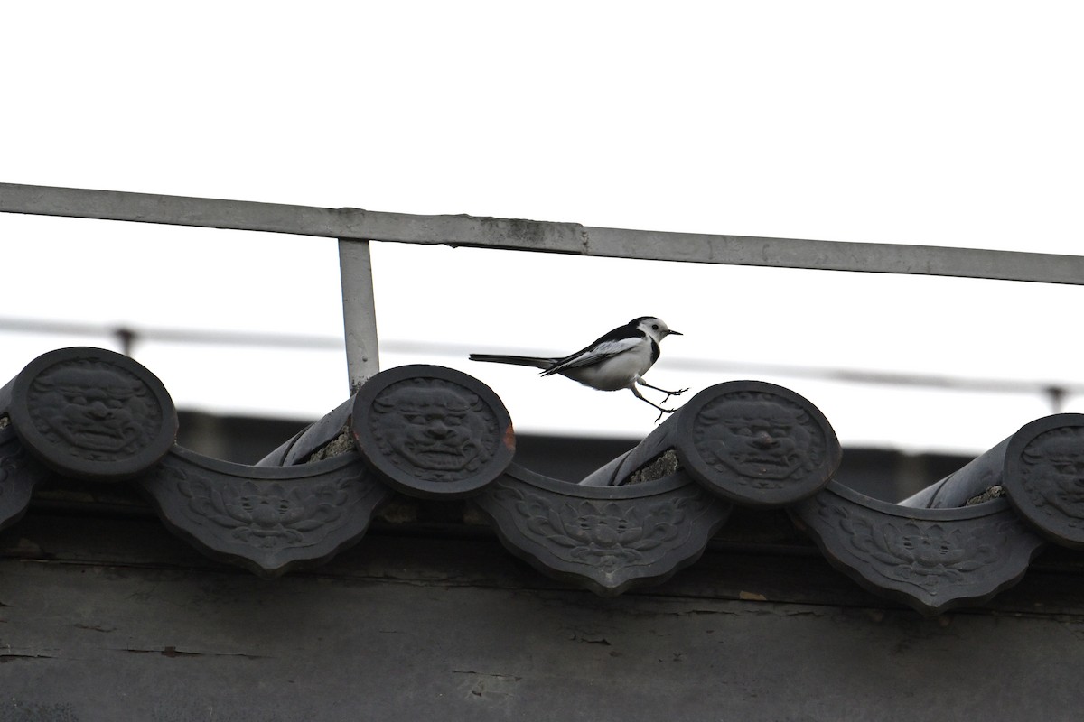 White Wagtail - ML646281360
