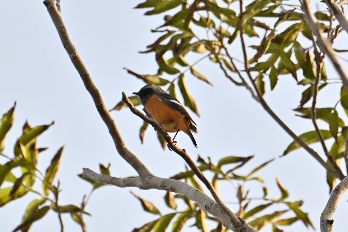 Daurian Redstart - ML646281363