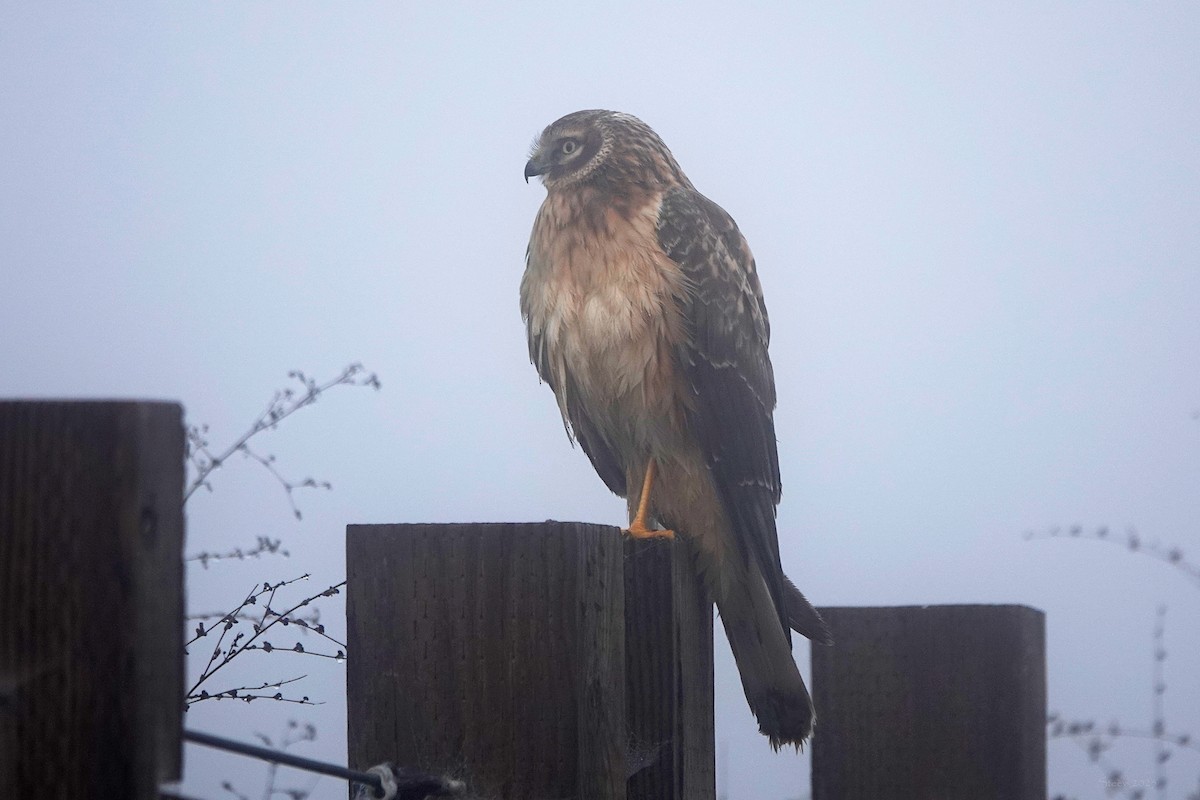 Northern Harrier - ML646281364