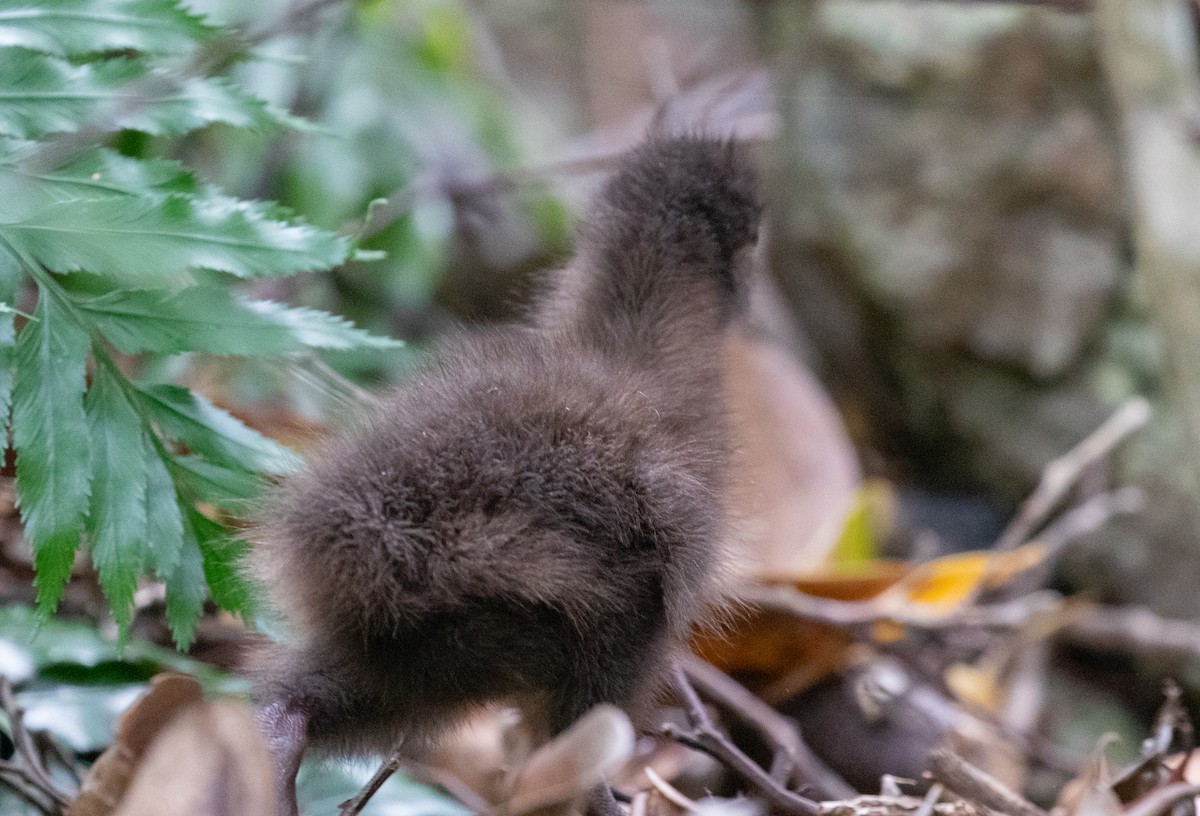 Lord Howe Rail - ML646281365