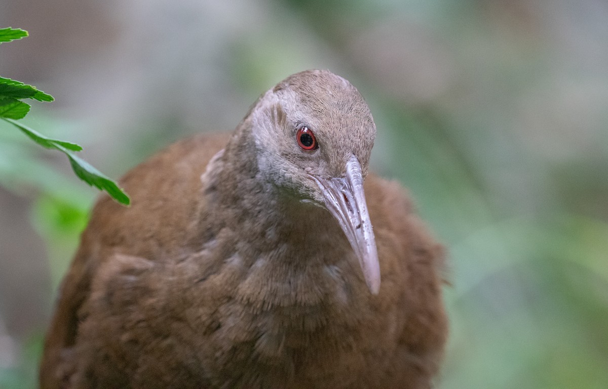 Lord Howe Rail - ML646281366