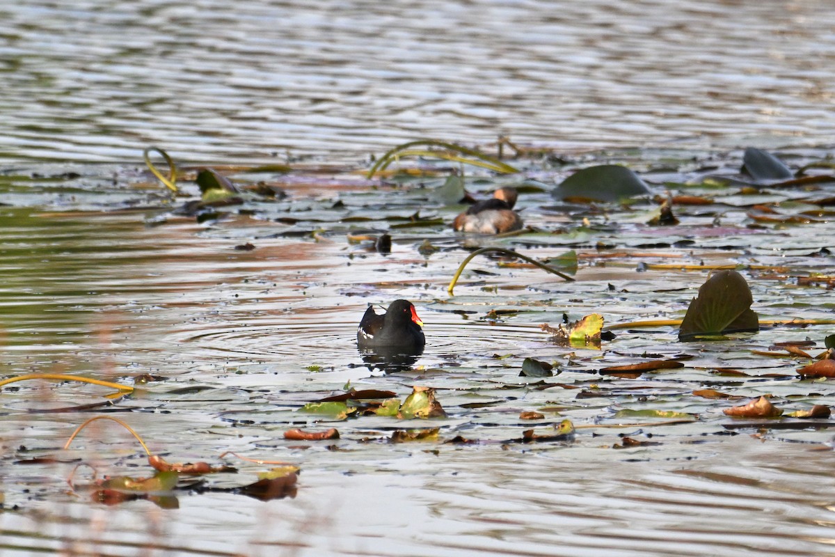 Eurasian Moorhen - ML646281367