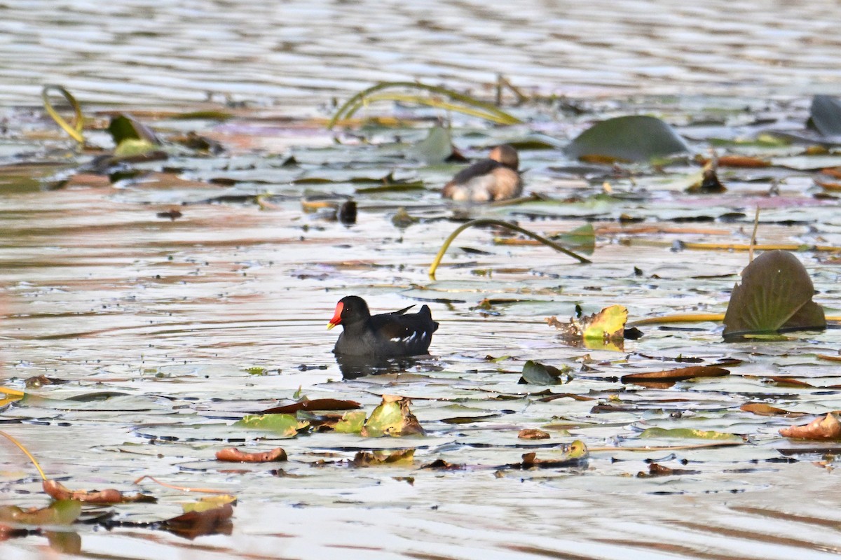 Eurasian Moorhen - ML646281369