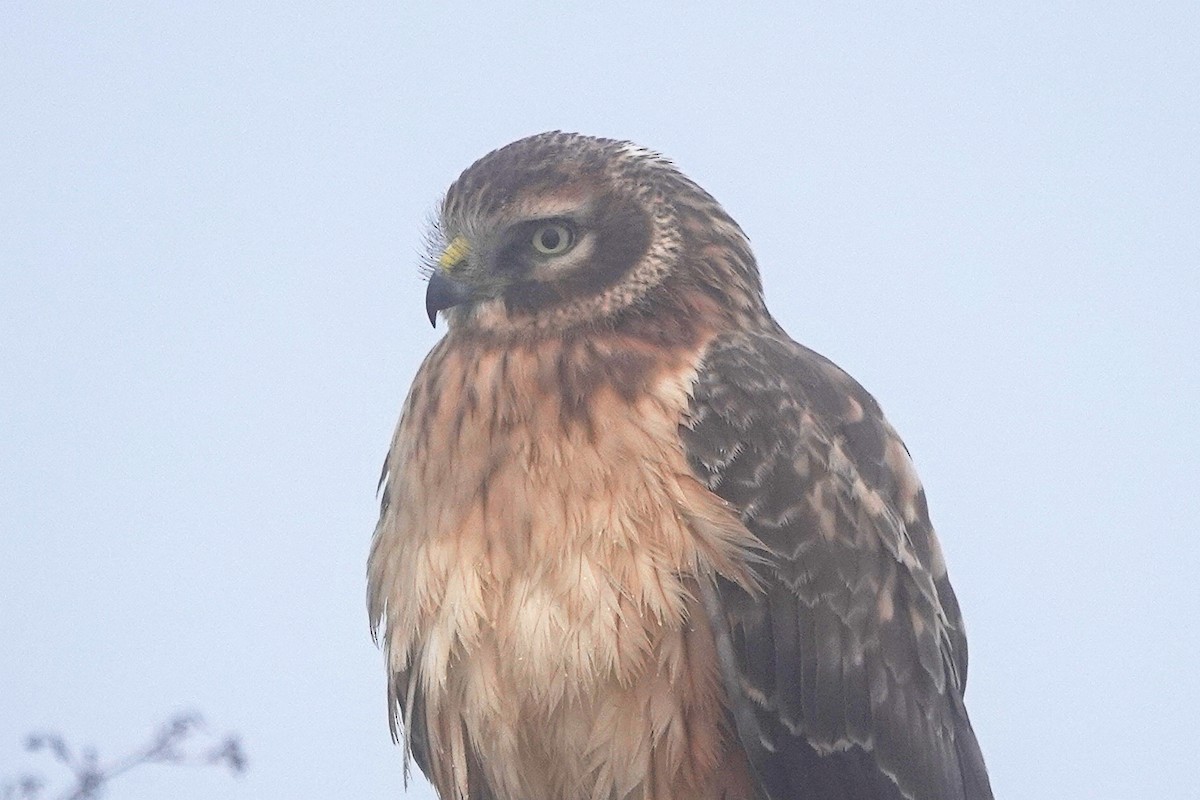 Northern Harrier - ML646281370