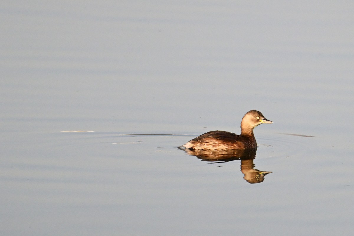 Little Grebe - ML646281371