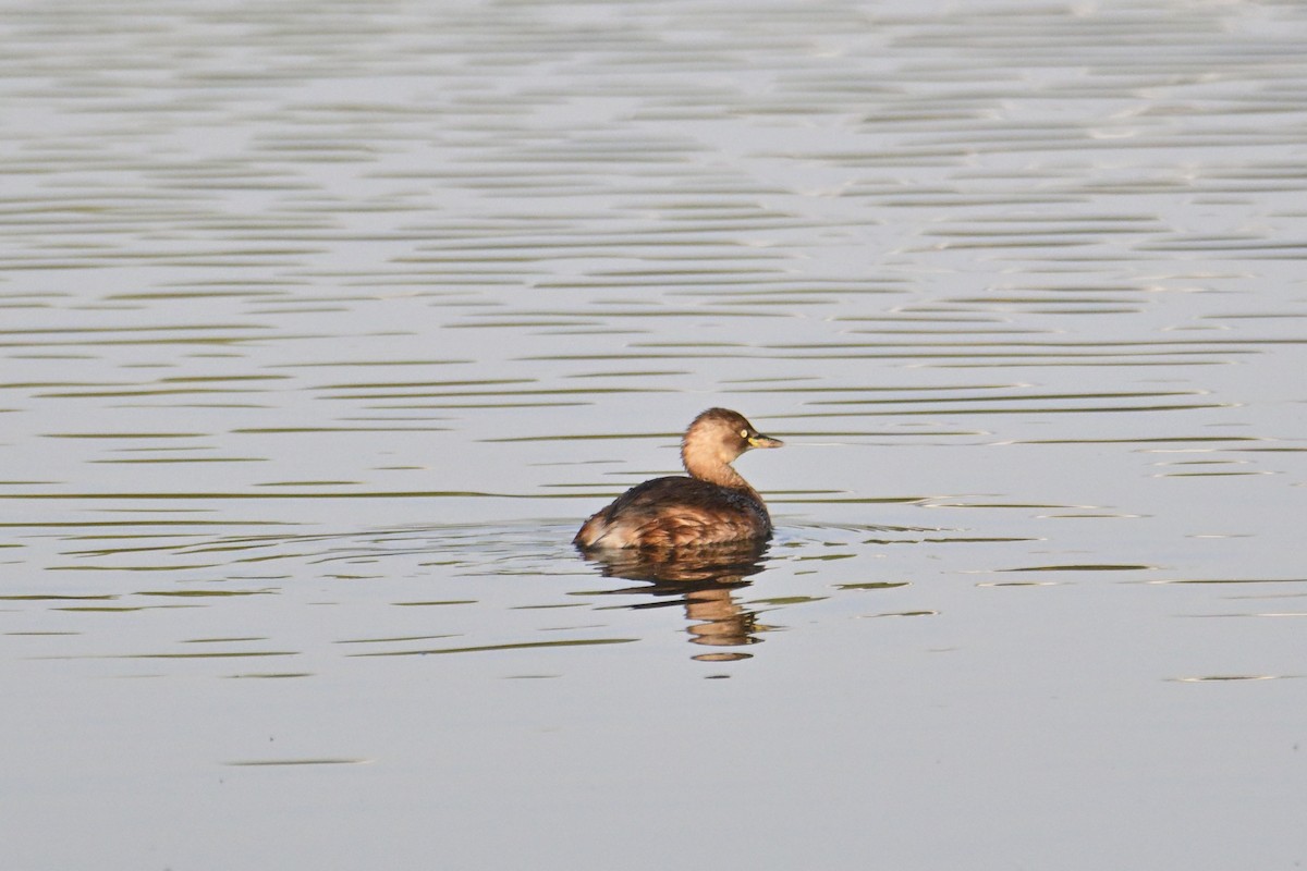 Little Grebe - ML646281372