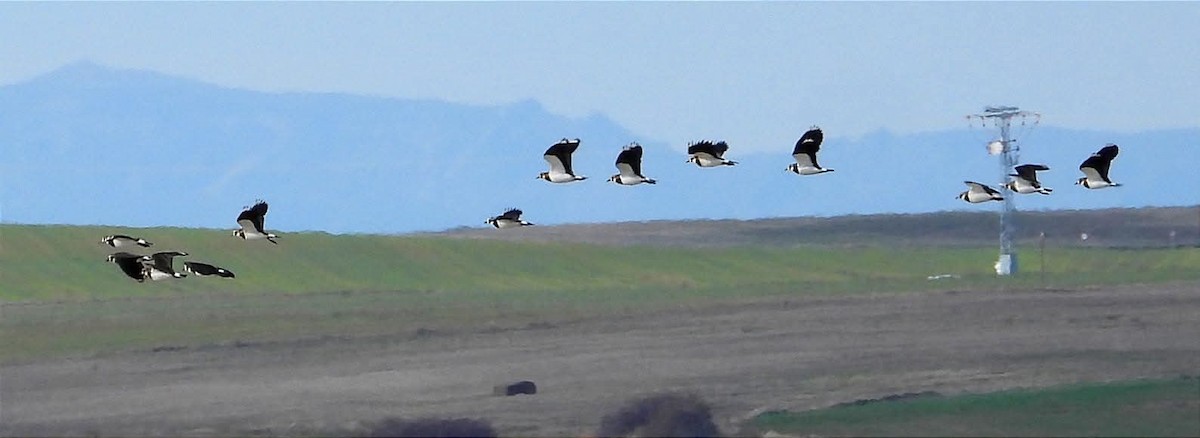Northern Lapwing - ML646281373