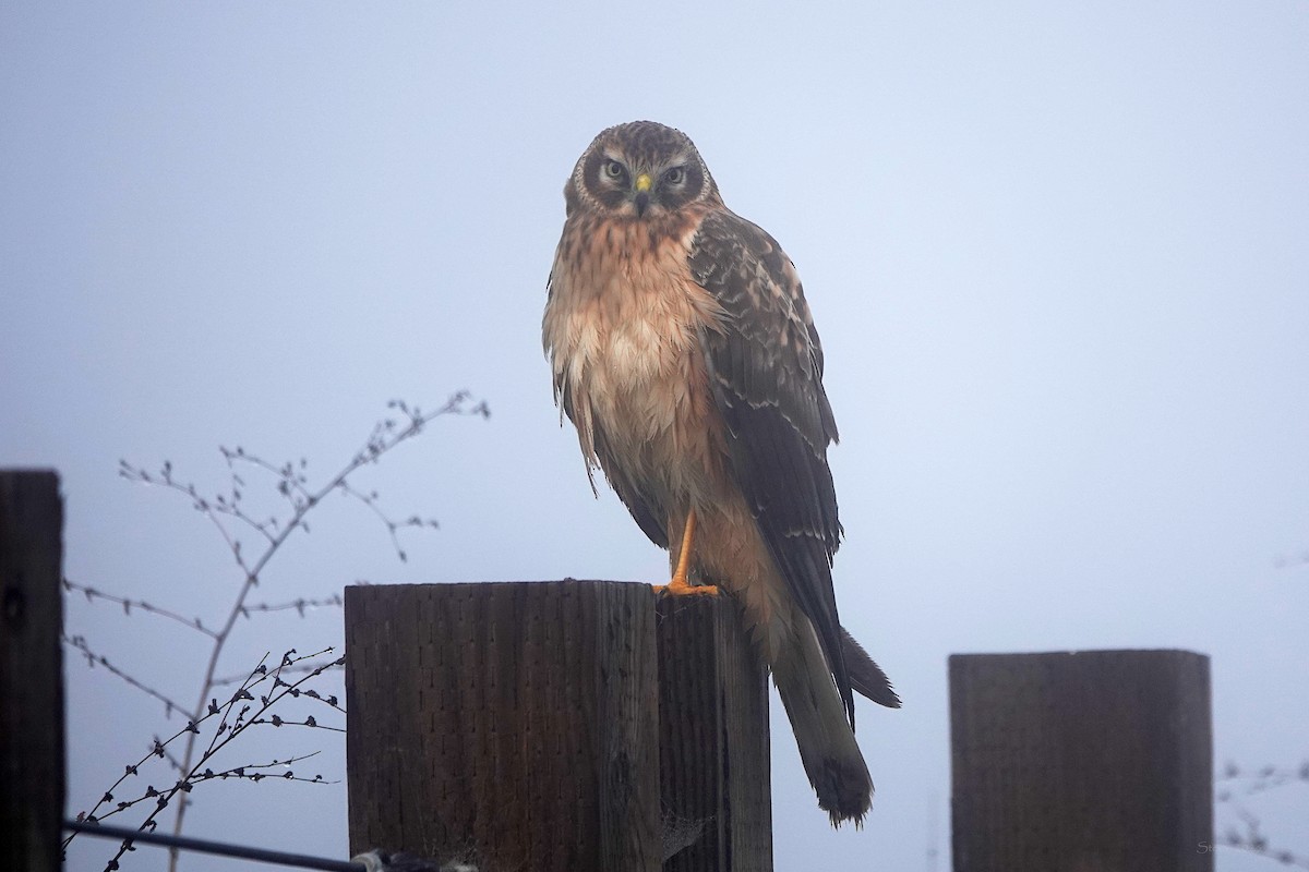 Northern Harrier - ML646281375