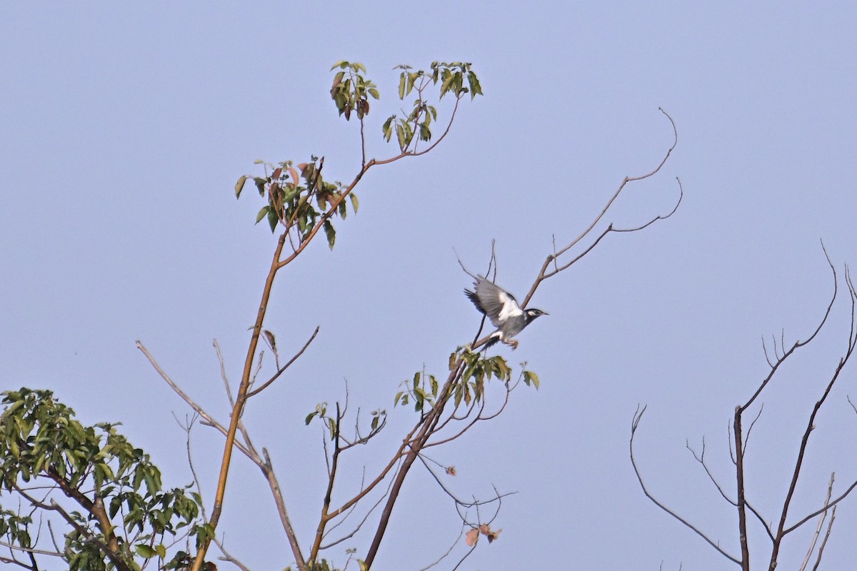 White-cheeked Starling - ML646281376
