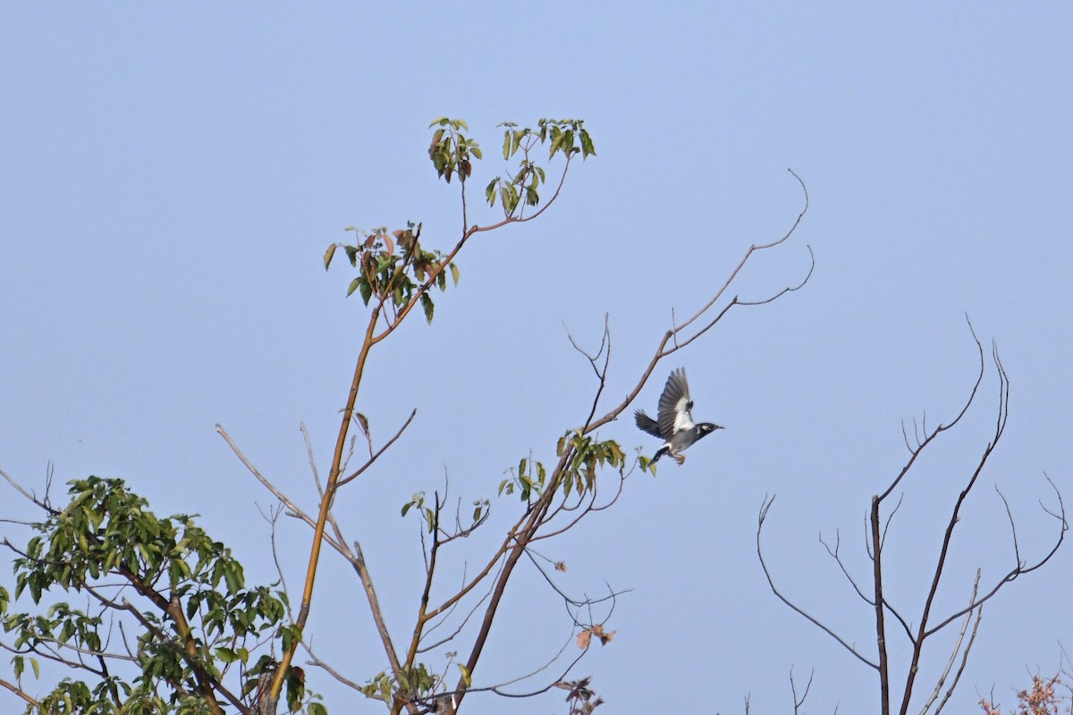 White-cheeked Starling - ML646281377