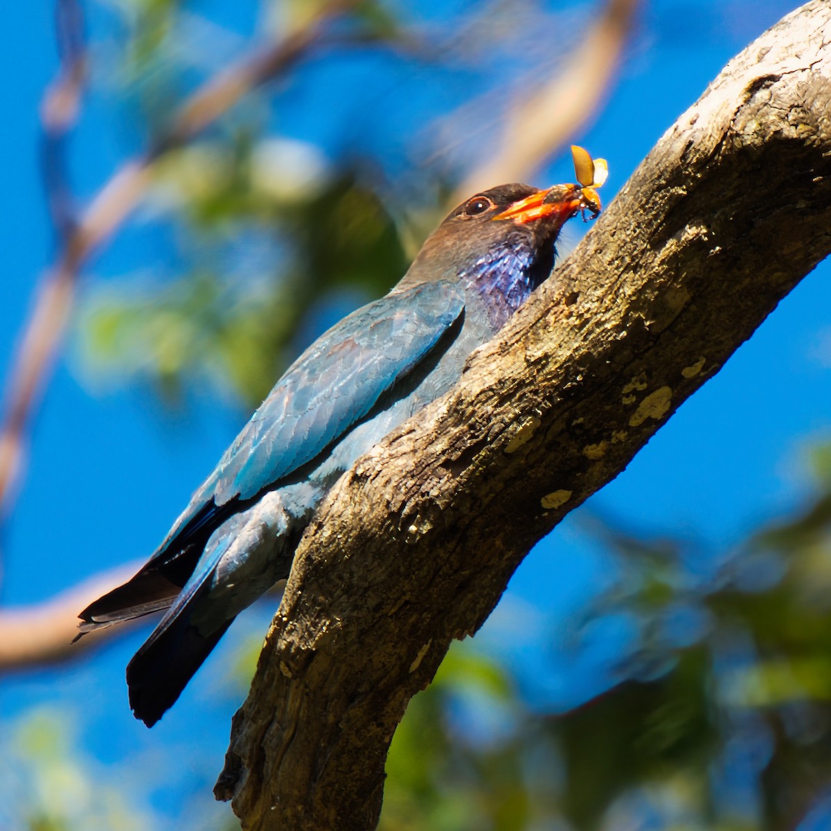 Dollarbird - ML646281378