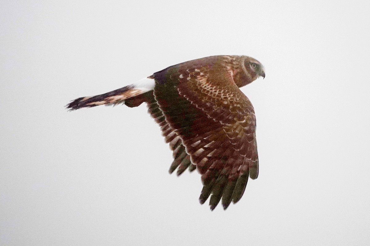 Northern Harrier - ML646281379