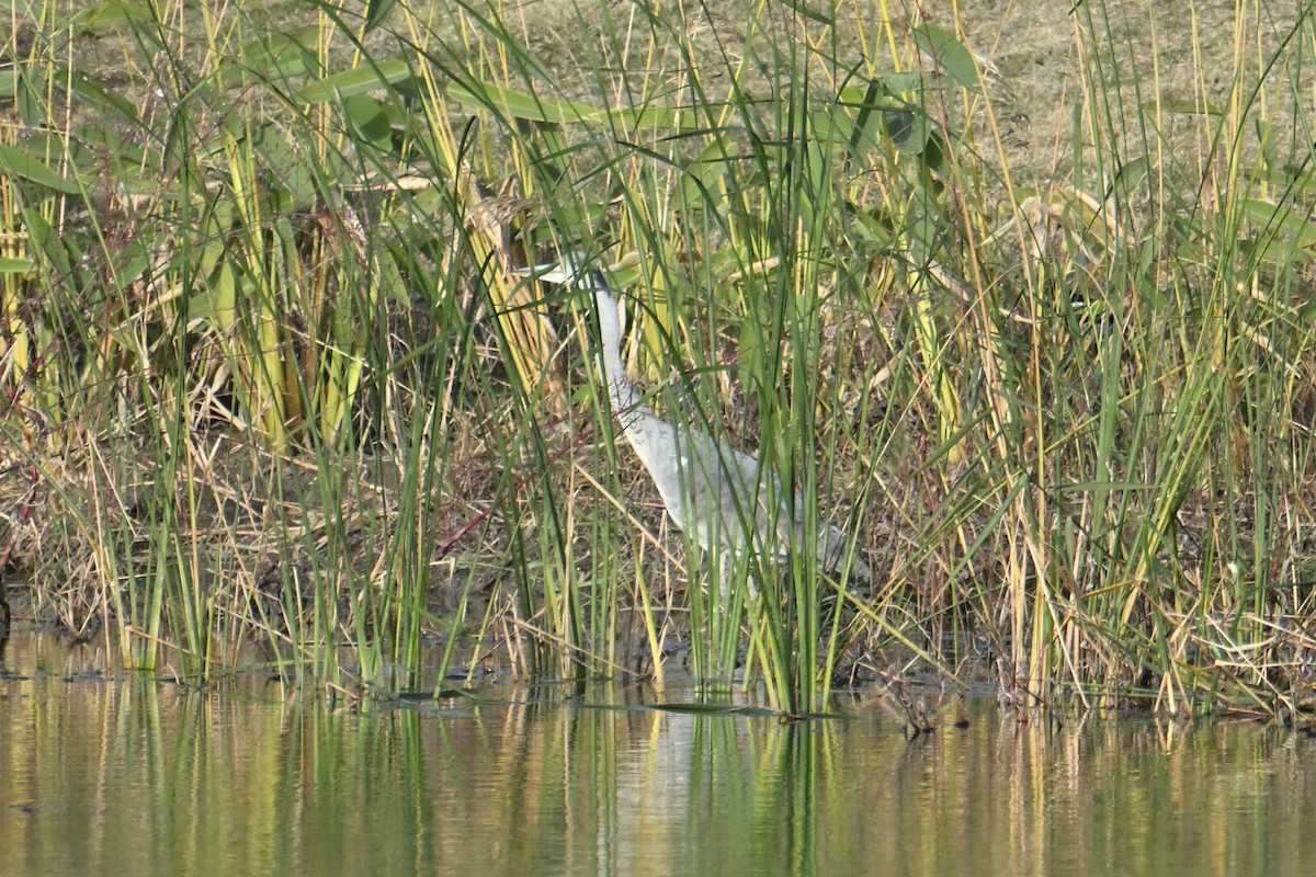 Gray Heron - ML646281381