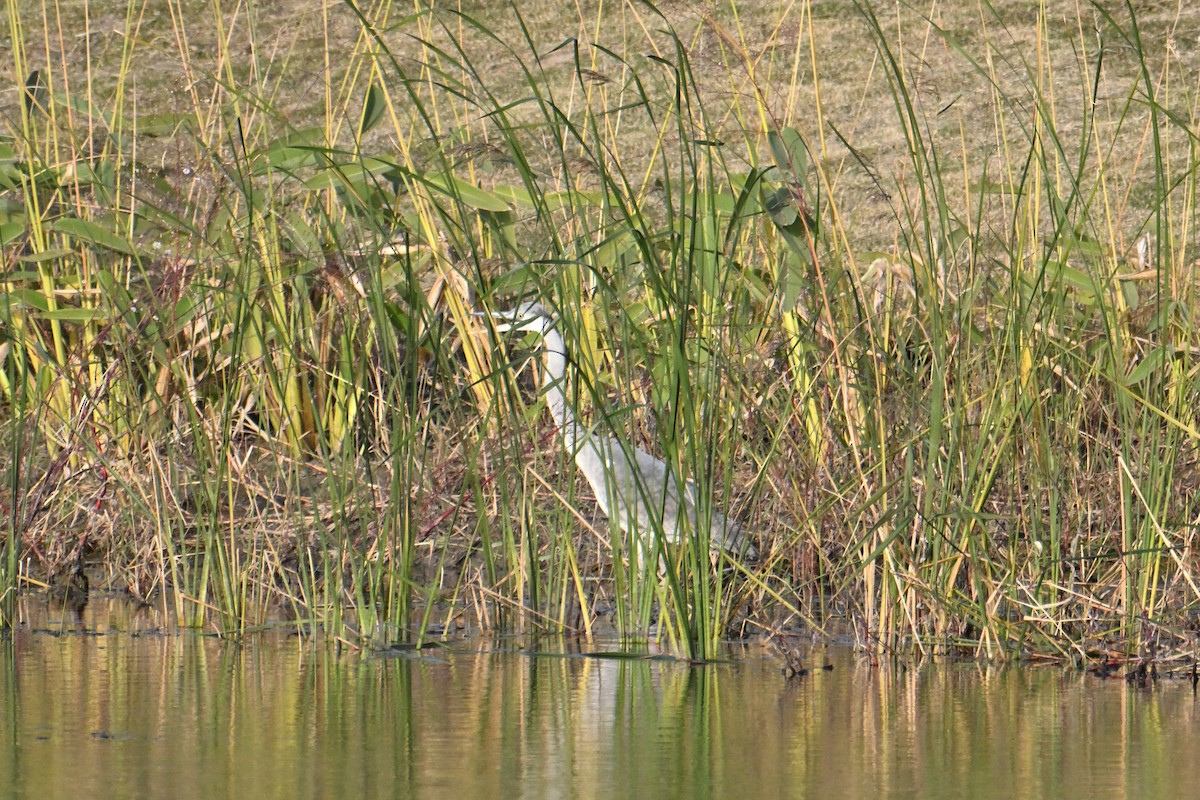 Gray Heron - ML646281382