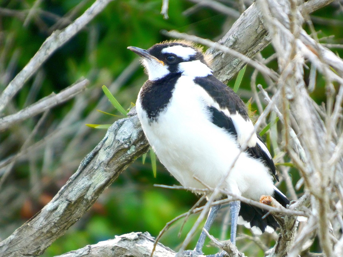 Magpie-lark - ML646281383
