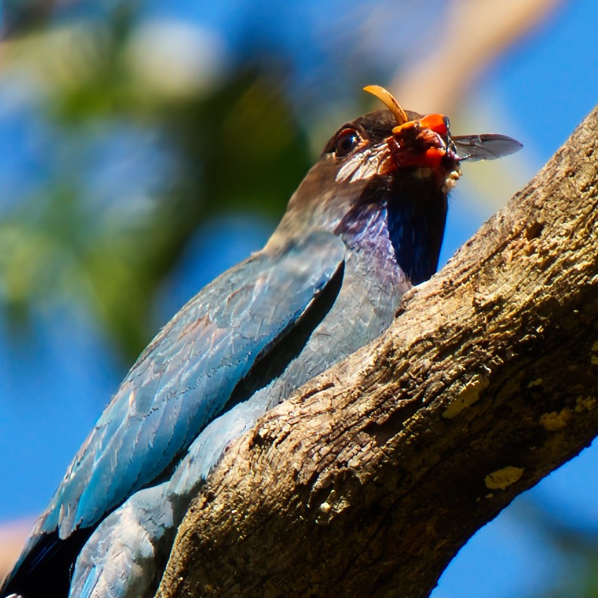 Dollarbird - ML646281385