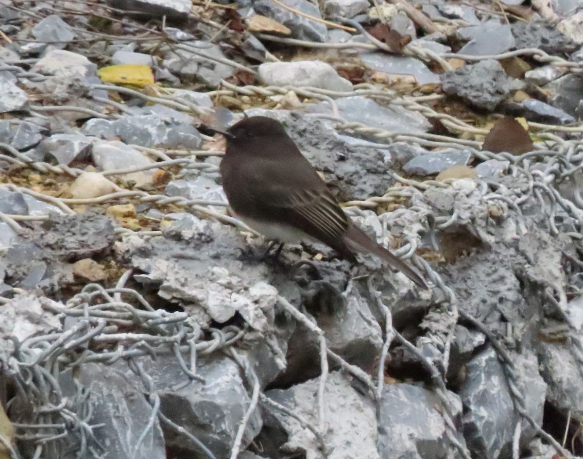 Black Phoebe - ML646281386