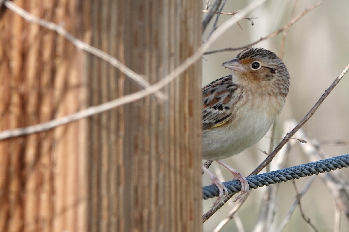 Grasshopper Sparrow - ML646281387