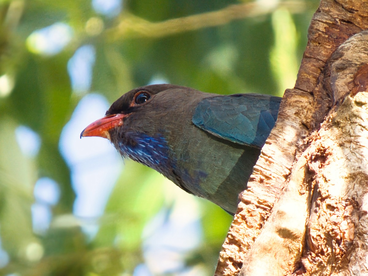 Dollarbird - ML646281388