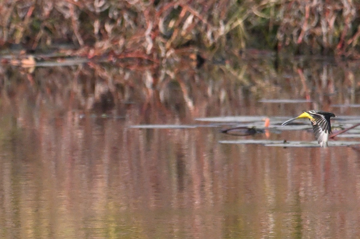 Gray Wagtail - ML646281389