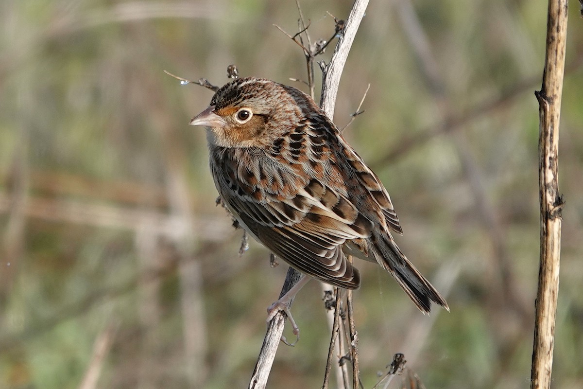 Grasshopper Sparrow - ML646281390