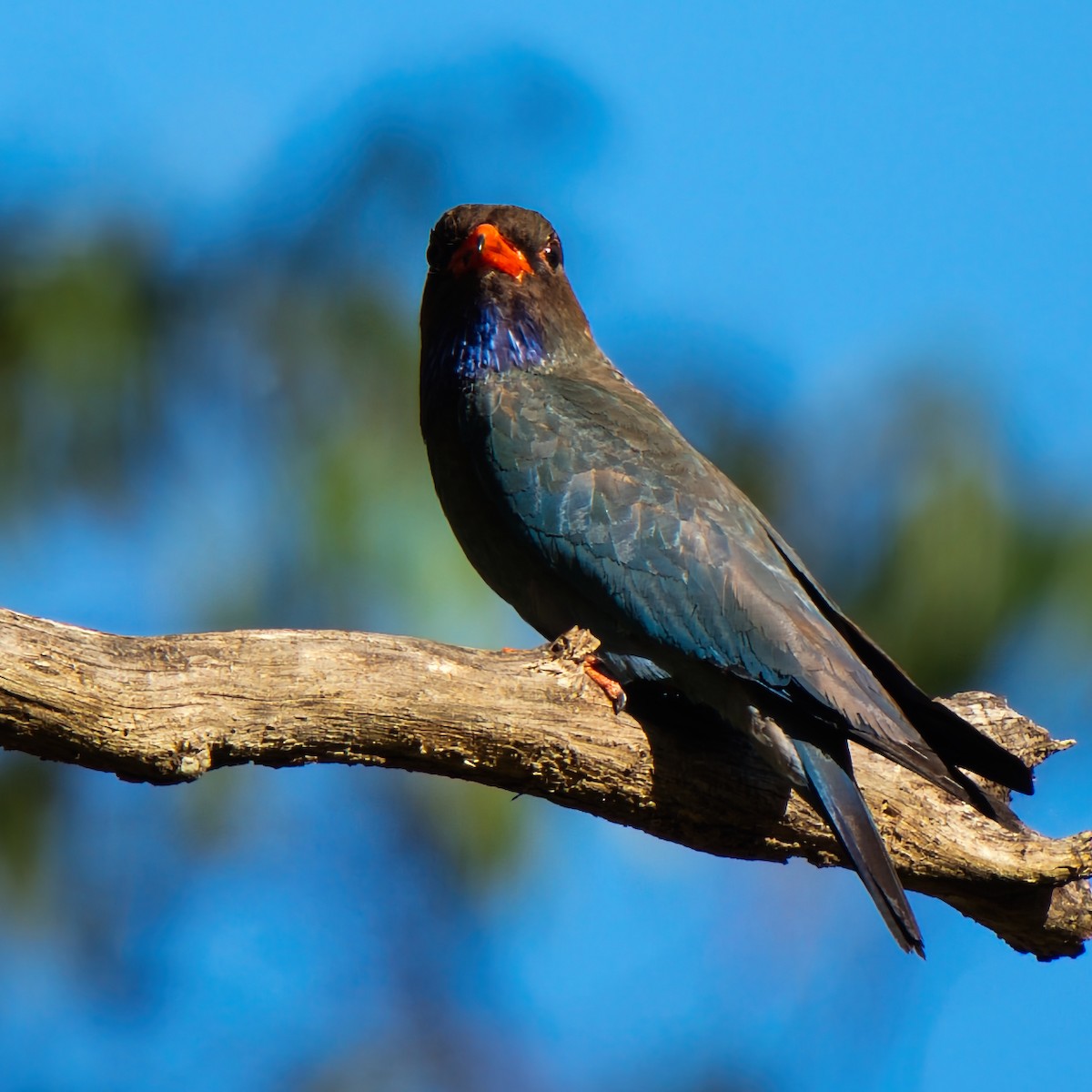 Dollarbird - ML646281391