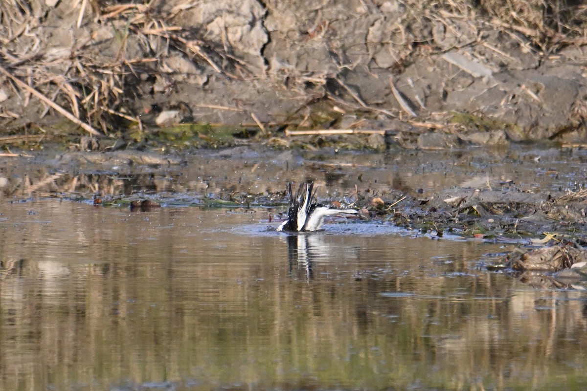 White Wagtail - ML646281393