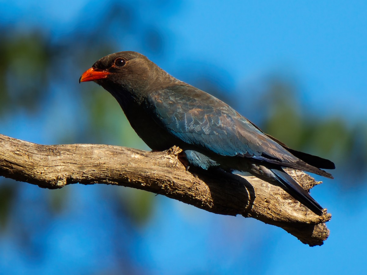 Dollarbird - ML646281394