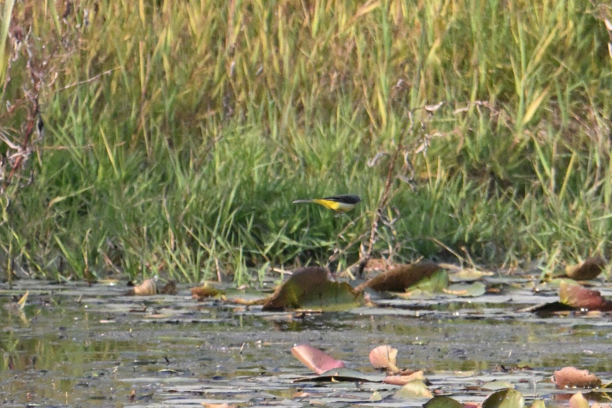 Gray Wagtail - ML646281395