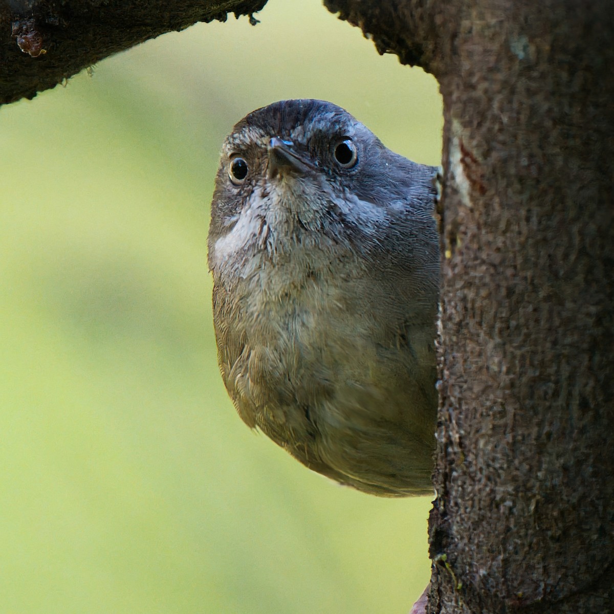 White-browed Scrubwren - ML646281400
